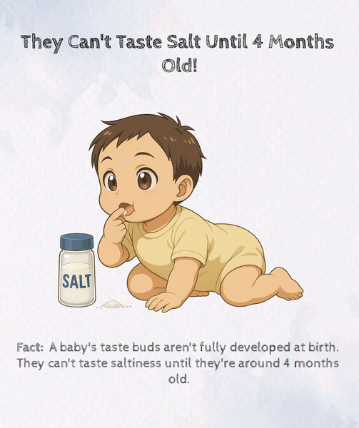 infographic showing baby taste bud development